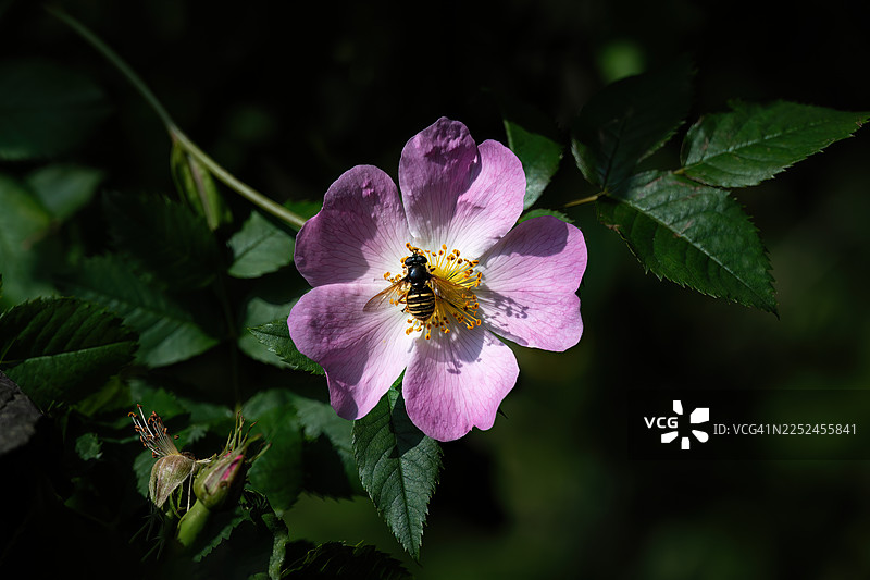 盛开的野玫瑰上授粉的食蚜蝇特写，展现了大自然错综复杂的美丽图片素材