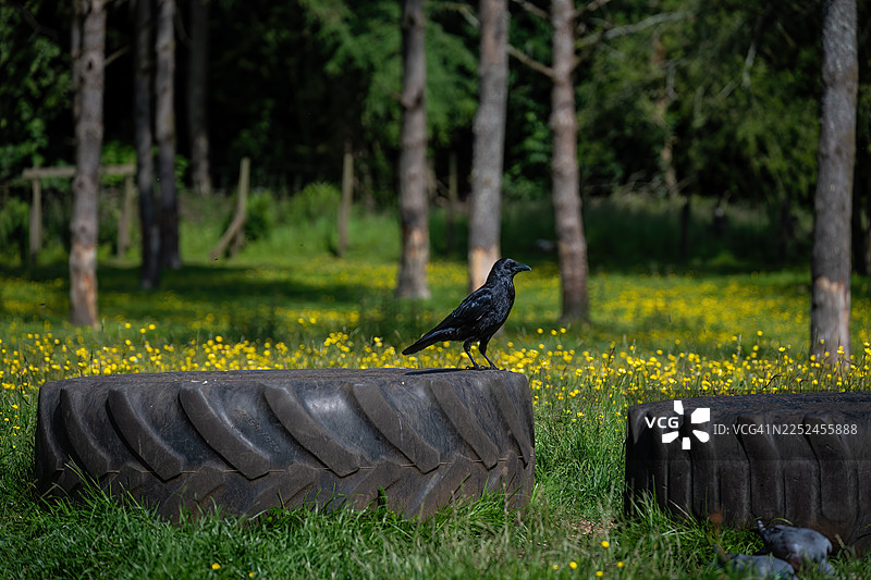 晴朗的一天，一只黑色的乌鸦栖息在一片黄色野花田的大轮胎上，背景是森林。图片素材