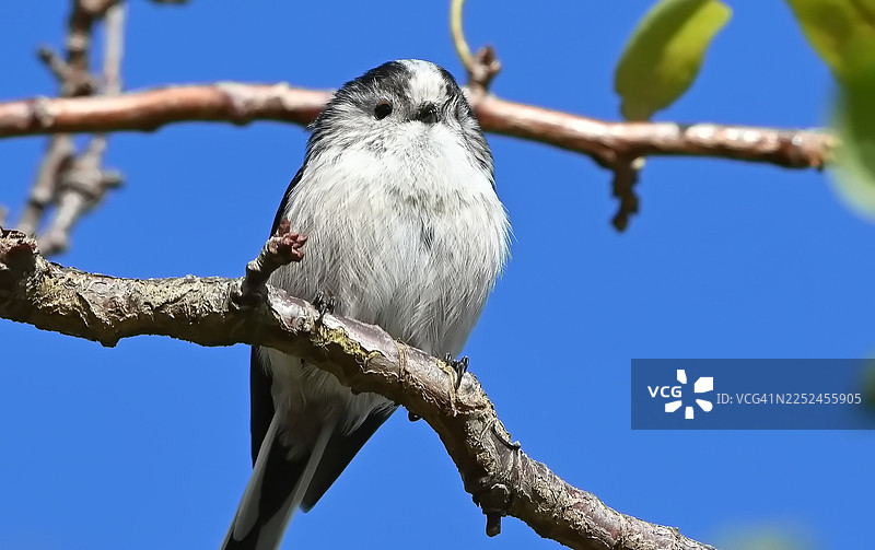 仰视角度拍摄的柳莺在蓝天背景下的树枝上栖息的画面图片素材