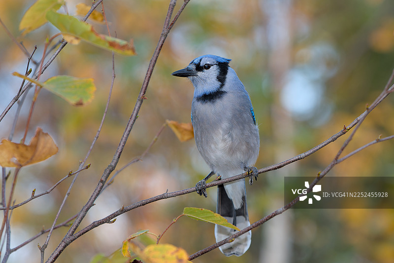 秋叶背景下，一只蓝鸟栖息在树枝上的特写图片素材
