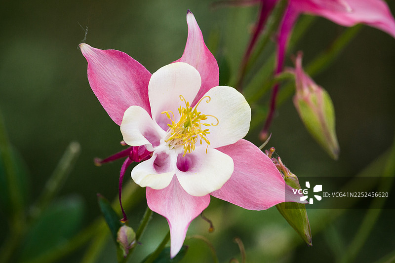 盛开的鲜艳粉白耧斗菜花特写，展示其娇嫩的花瓣和精致的雄蕊，背景为柔和的绿色。图片素材