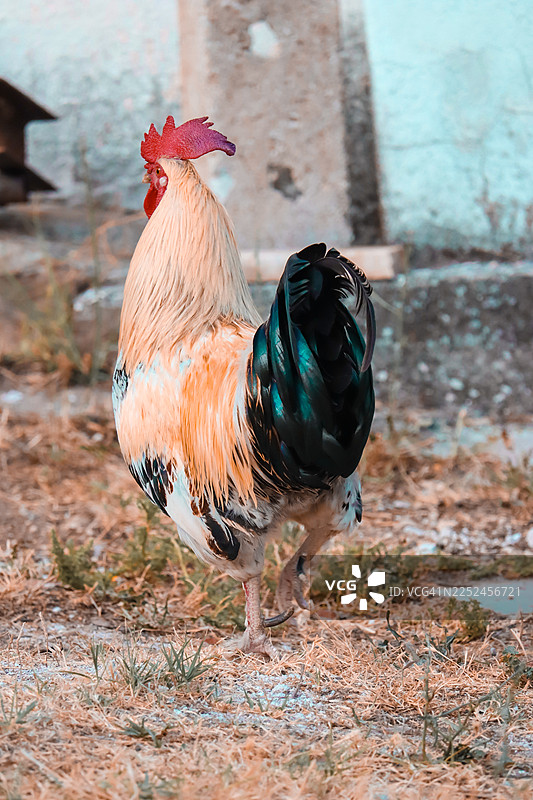 一只色彩鲜艳的公鸡，羽毛绚丽，站在乡村的干草地上，特写镜头图片素材