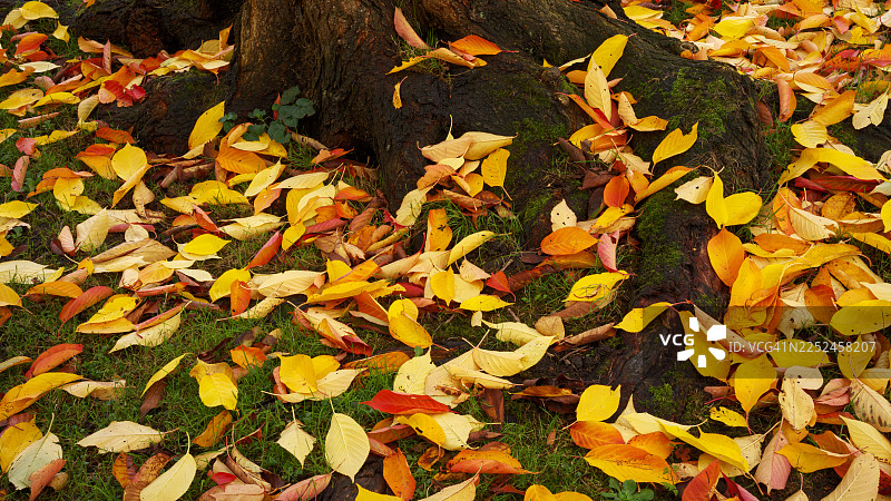 秋天鲜艳的落叶散落在草地上，围绕着树根，形成天然的秋色地毯，英国考尔德斯特里姆图片素材
