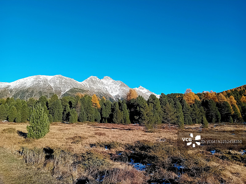 瑞士，蓬特雷西纳，白雪皑皑的壮丽山脉矗立在生机勃勃的秋季森林和干枯的草地上，天空湛蓝清澈。图片素材