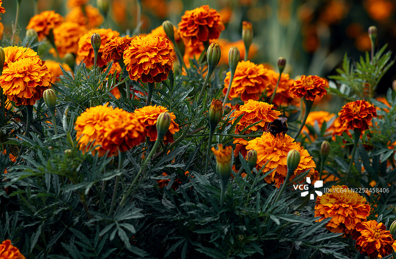 花园里盛开的鲜艳橙色万寿菊，一只大黄蜂正在采集花蜜。图片素材