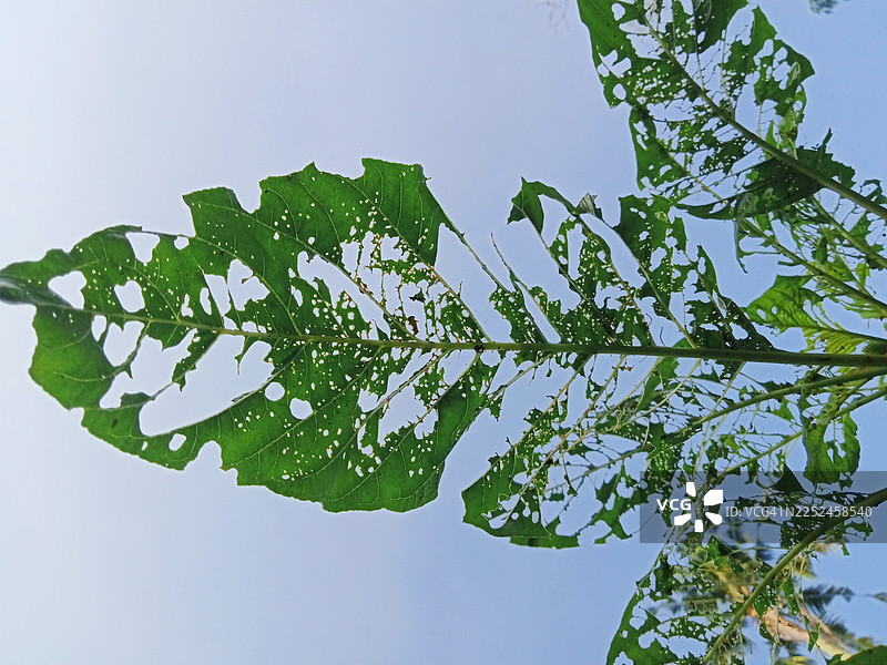 从低角度拍摄一张绿色受损的叶子，背景是晴朗的蓝天，叶子上有昆虫啃食留下的孔洞，印度尼西亚普尔沃林戈图片素材