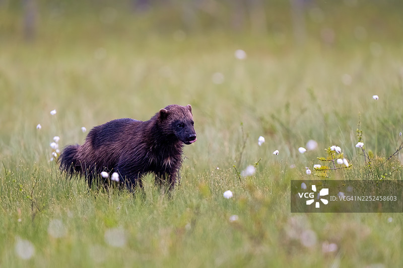 一只狼獾正穿过一片长满棉草的草地，舌头微微伸出。图片素材
