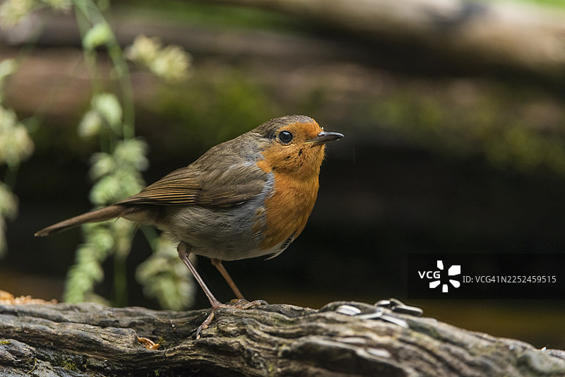 特写一只欧洲知更鸟栖息在布满纹理的树干上，在自然环境中显得警觉图片素材