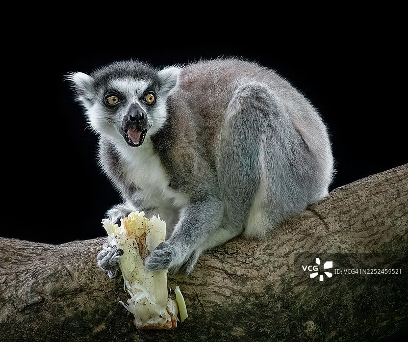 特写一只环尾狐猴惊讶地在树枝上吃东西图片素材