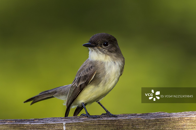 一只东方黑鹟在木栅栏上栖息的特写，背景是充满活力的绿色图片素材