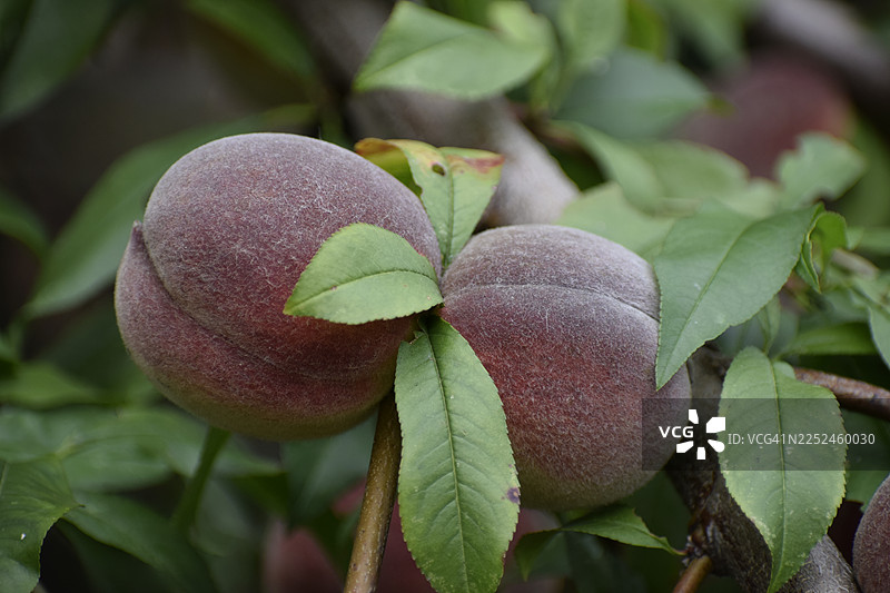 绿叶丛中，枝头上的新鲜桃子在成熟，特写镜头图片素材