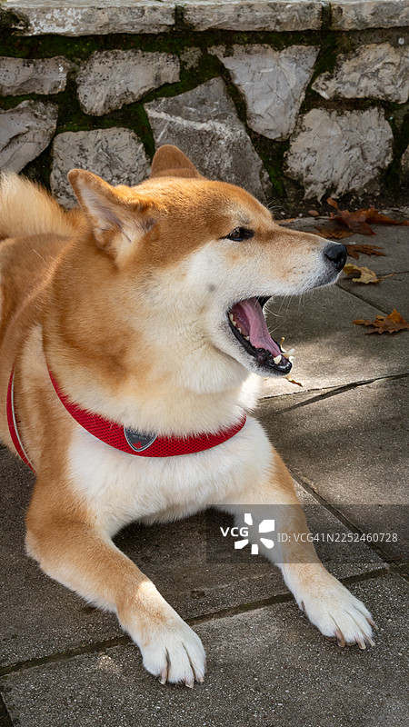 阳光明媚的日子里，一只柴犬在户外打哈欠的特写图片素材
