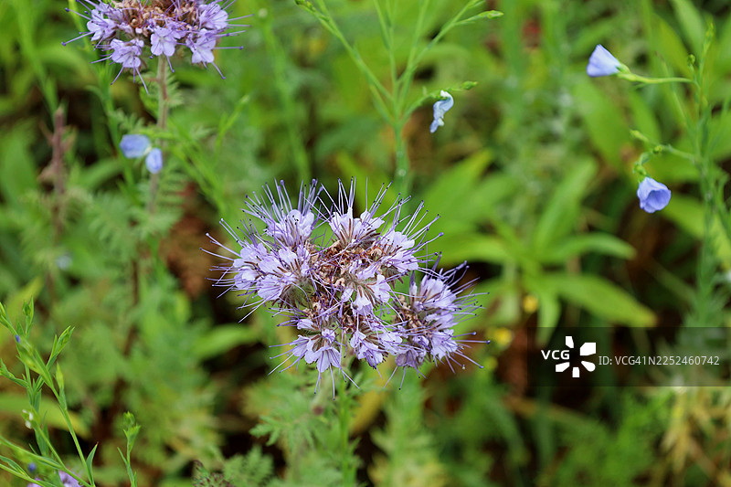 特写镜头：生机勃勃的紫色蜜蜂花在葱郁的绿色田野中绽放图片素材