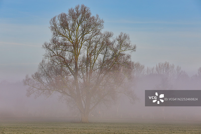 在苍白的天空下，田野上覆盖着浓雾的枯树，营造出神秘而宁静的冬季景观图片素材