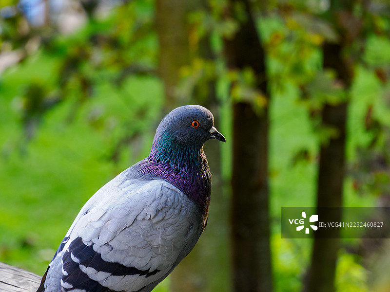 公园里，一只羽毛闪烁着虹彩光泽的鸽子栖息在树枝上的特写图片素材