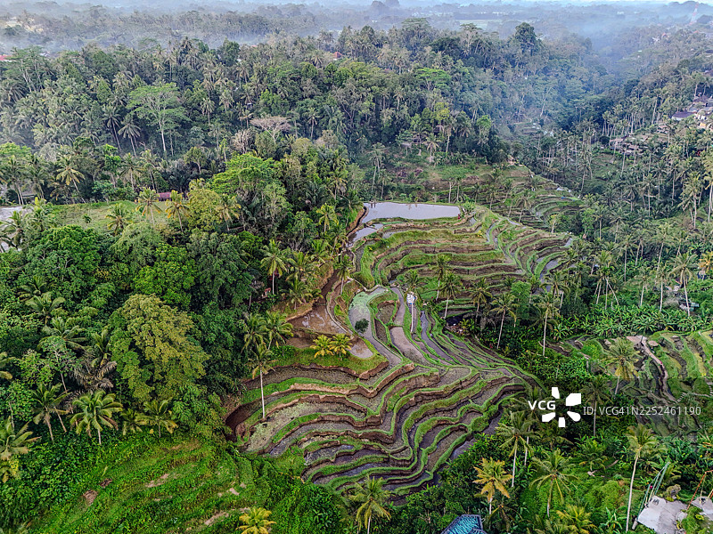俯瞰郁郁葱葱的热带丛林中层叠的翠绿稻田，天空柔和而朦胧图片素材
