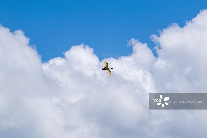 一只雄伟的鸟，长着弯曲的长喙，在充满蓬松白云的湛蓝天空中优雅地翱翔，低角度拍摄图片素材