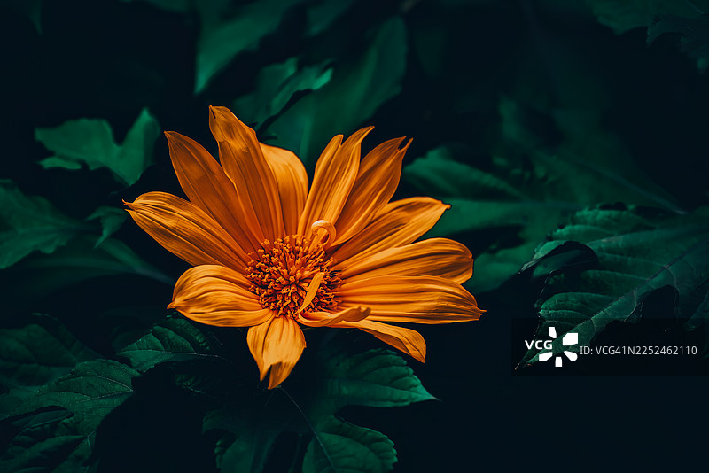 特写一朵充满活力的橙色花朵，配有深绿色叶子，置于自然环境中图片素材