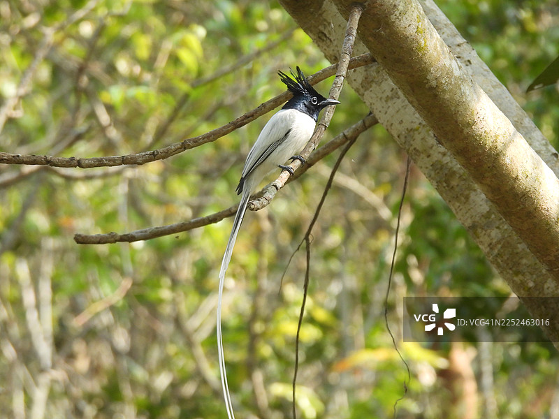 特写镜头：一只印度天堂鹪鹩栖息在自然栖息地的树枝上图片素材