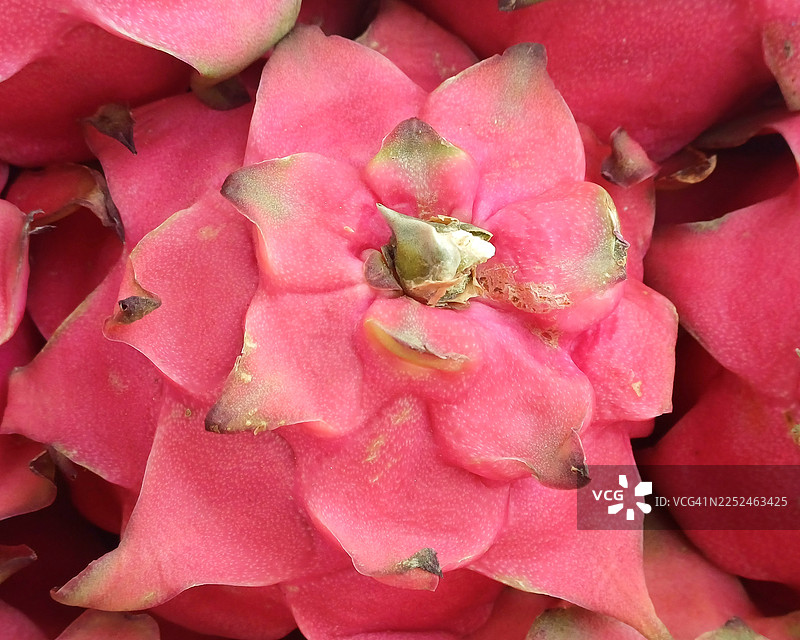 火龙果鲜艳的粉红色果皮的特写全景视图，展示了其独特的质地和鳞片图片素材