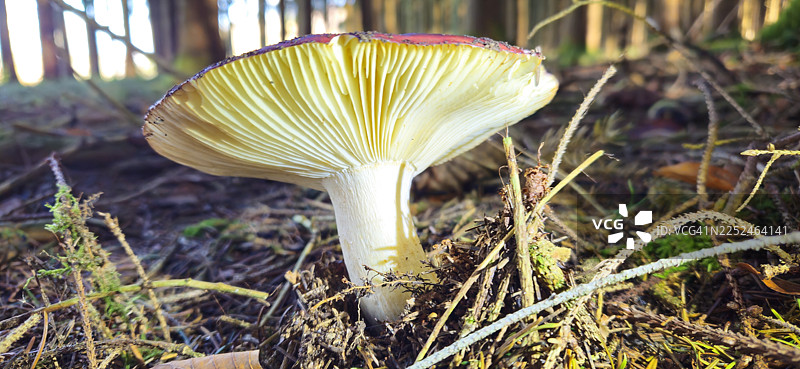 阳光明媚的森林中，特写一朵生长的鲜艳蘑菇，其菌褶呈黄色，周围环绕着苔藓和松针。图片素材