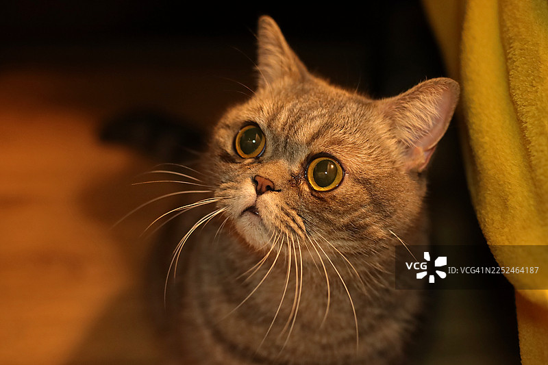 一只家猫的特写肖像，它有着宽大而富有表现力的眼睛，向上凝视图片素材