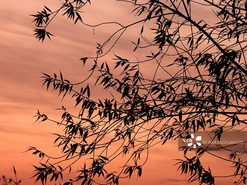 埃及，落日余晖映衬下的树枝和叶子剪影图片素材