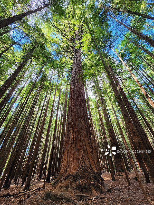 仰视高耸的红杉树林，树冠直插蔚蓝的天空图片素材
