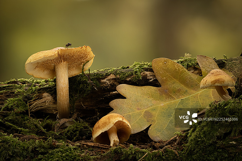 森林中树干上特写镜头展示的蘑菇、苔藓和秋叶图片素材