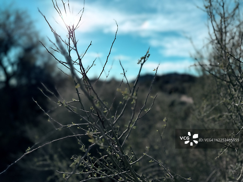 阳光下，蓝天映衬，特写一株干枯带刺的植物，新生的绿芽沐浴在阳光中，象征着坚韧不拔与新的开始。图片素材