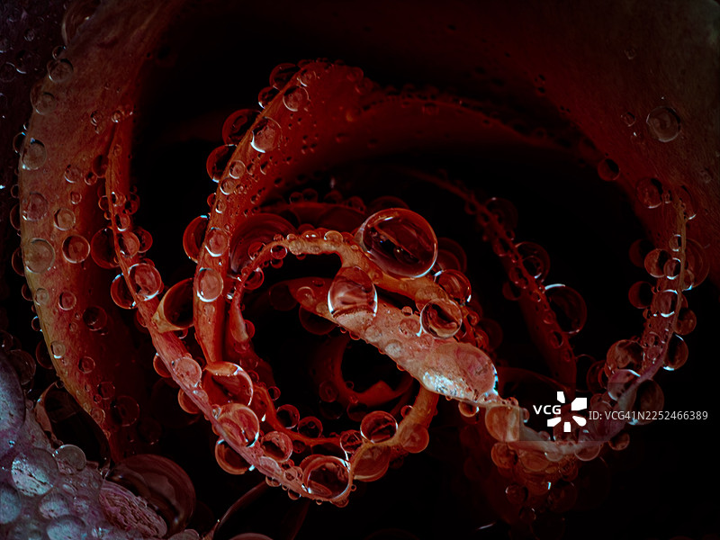 水滴落在湿润的红色玫瑰花瓣上，形成美丽而精致的图案特写图片素材