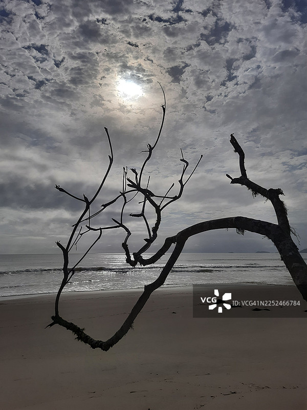 沙滩上，光秃秃的树枝在多云的天空中投下剪影，太阳映照在海面上图片素材