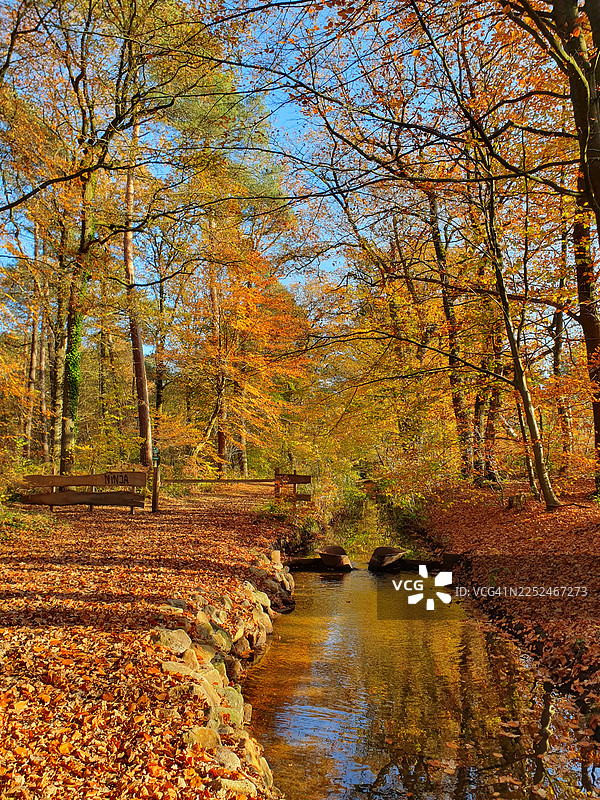 秋日森林色彩斑斓，一条宁静的溪流穿过五彩缤纷的落叶，天空湛蓝。图片素材