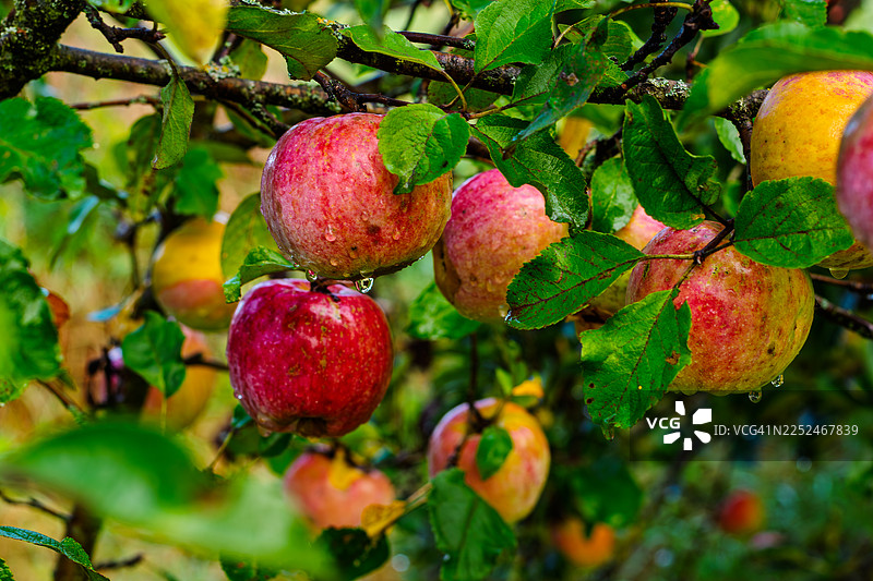 雨后果园的树枝上挂着新鲜的红苹果和黄苹果的特写，上面沾着水滴。图片素材