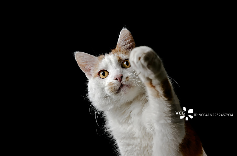 一只顽皮的白红相间猫咪伸出爪子，背景是纯粹的黑色图片素材
