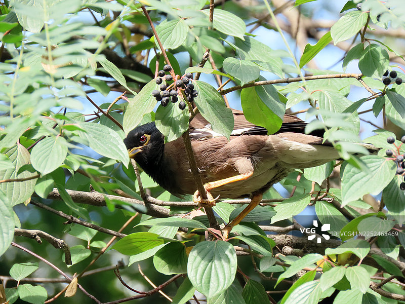 常见八哥栖息在树上，周围是绿叶和浆果图片素材