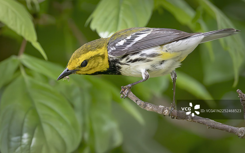 特写镜头：一只鲜艳的黄黑莺鸟栖息在树枝上，嘴里叼着一只昆虫，周围是茂密的绿色植物图片素材