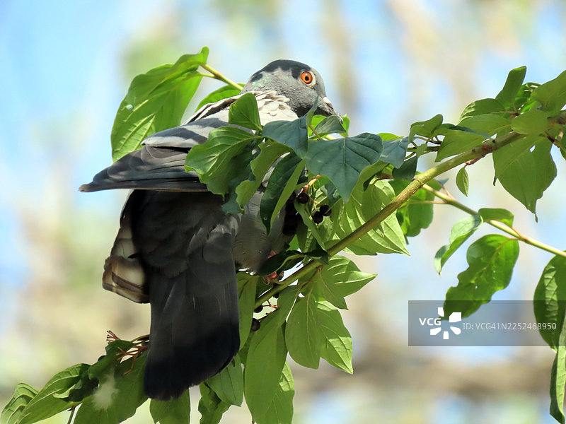 仰视拍摄，一只鸟栖息在绿叶的树枝上图片素材