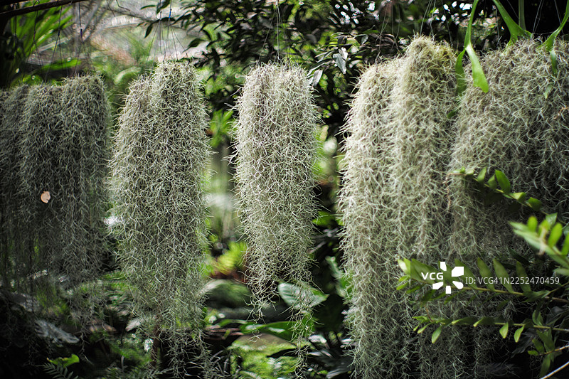 特写镜头下的西班牙苔藓，悬挂在郁郁葱葱的绿色环境中，展现出自然之美和纹理图片素材