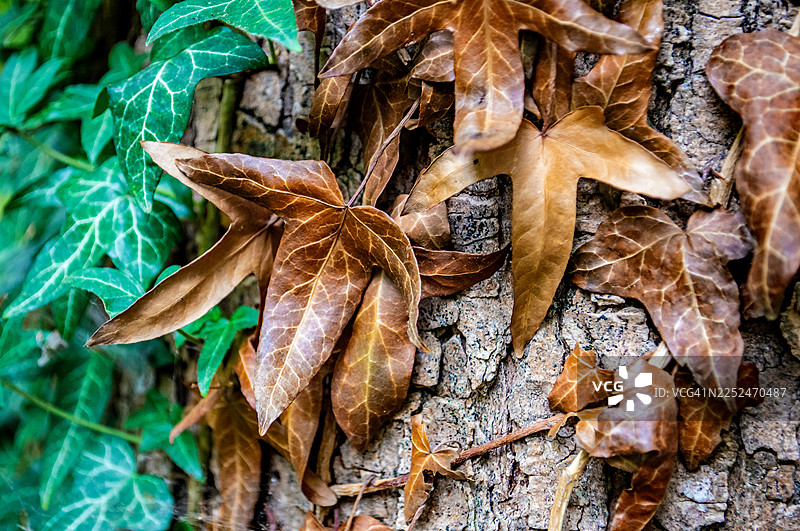 特写镜头，展示了攀附在树干上的鲜绿与枯黄的常春藤叶，季节更替一览无余图片素材