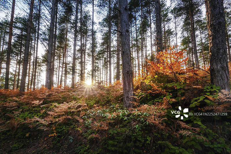 阳光穿过生机勃勃的秋季森林，高大的树木和五彩缤纷的树叶图片素材