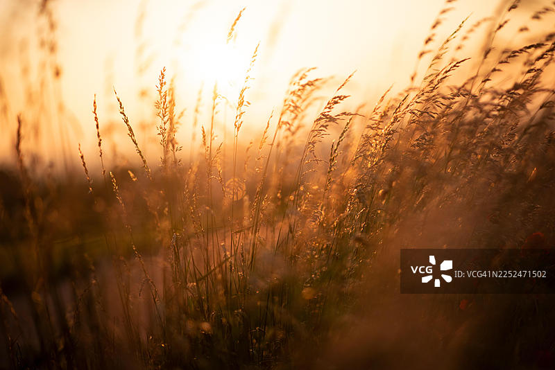 金色时段的阳光照亮了高草和野花的田野，营造出温暖而梦幻的自然景观图片素材