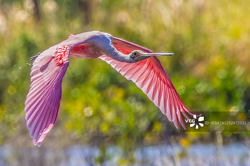 粉红琵鹭在水面上飞行图片素材