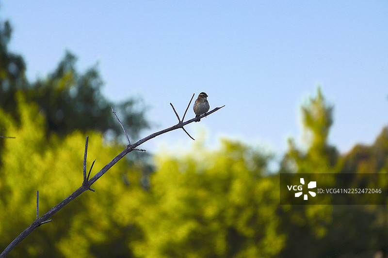 一只小鸟栖息在光秃秃的树枝上，背景是蓝天和模糊的绿色树叶图片素材