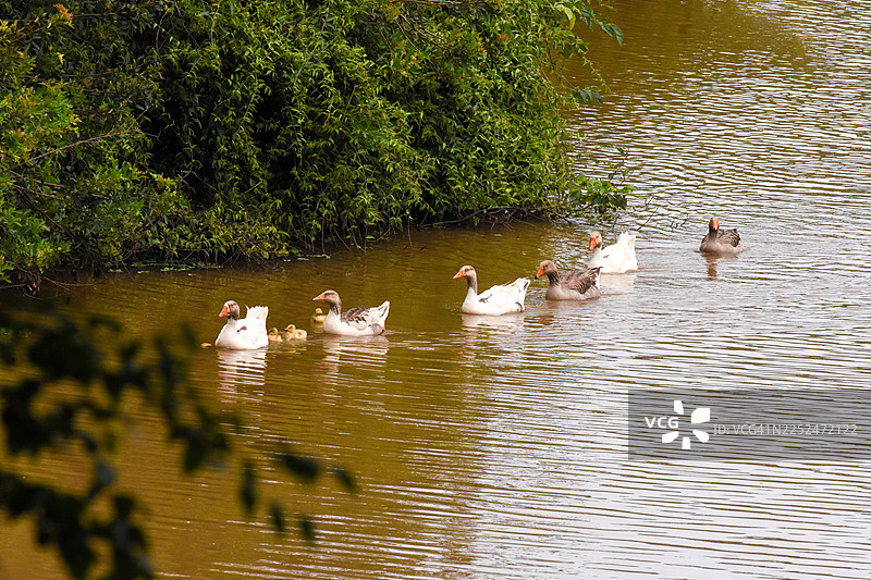 一群鸭子带着小鸭子在郁郁葱葱的绿色植物环绕的宁静湖中游泳，采用高角度拍摄图片素材