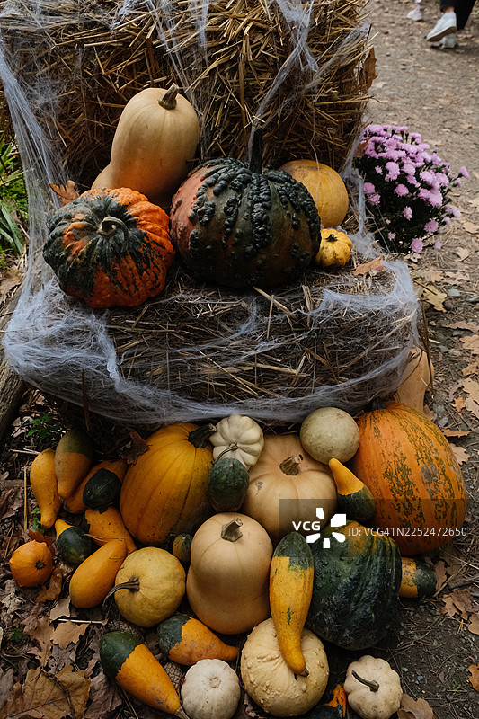 从高处俯瞰，干草堆上摆放着各种南瓜和葫芦，丰收的秋季景象，装饰着蜘蛛网，非常适合万圣节或感恩节主题图片素材