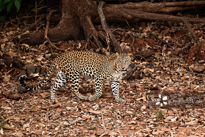 一只威严的豹子警觉地站立在森林地面上，目光注视着前方，置身于其自然栖息地中。图片素材