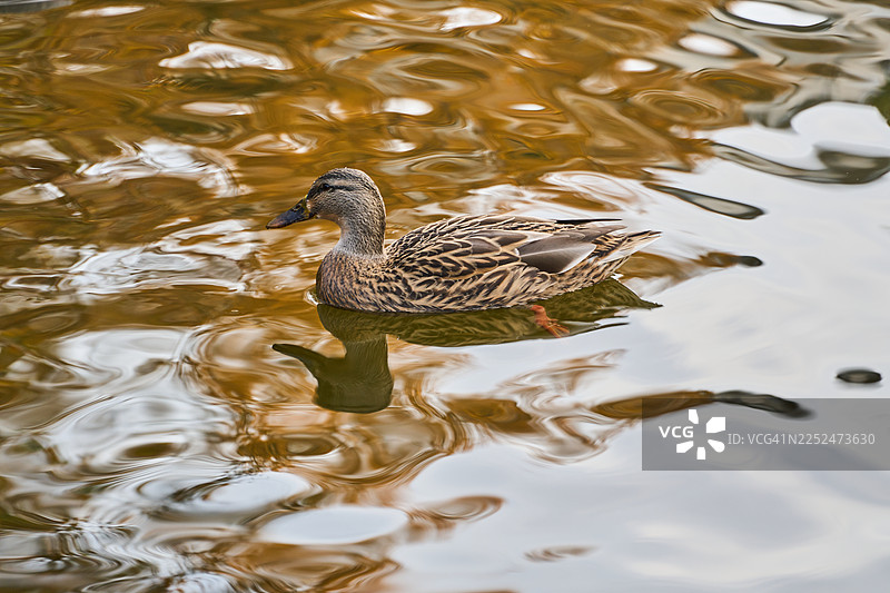 一只雌性绿头鸭优雅地滑过水面，在水面上留下涟漪和倒影，法国巴黎，肖蒙山丘公园图片素材
