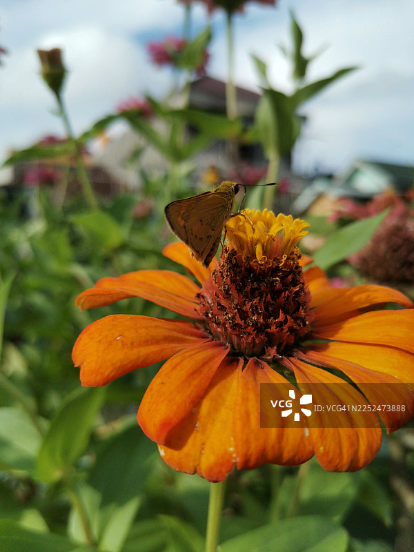 阳光明媚的园林里，一只蝴蝶在橙色花朵上近距离特写，正在授粉图片素材