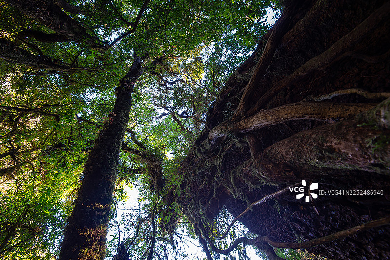 参天大树矗立在宁静的森林中。阳光在早晨透过树冠洒落。这片自然森林景观营造出宁静的氛围。图片素材